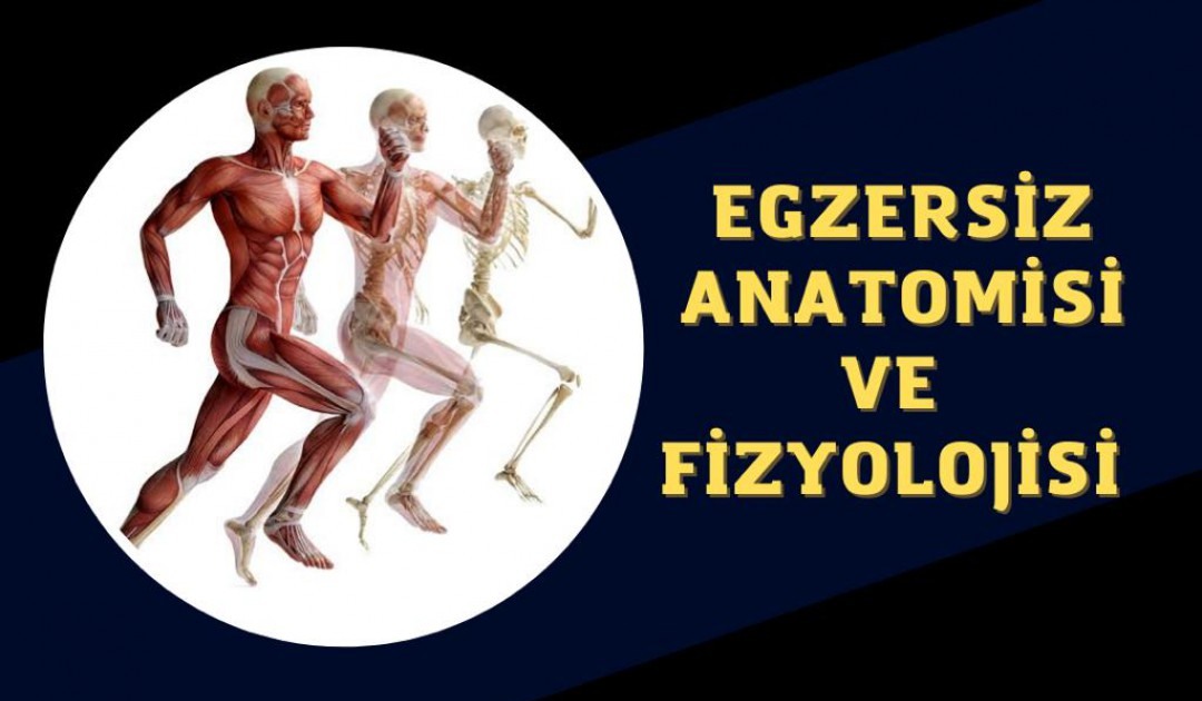 EGZERSİZ ANATOMİSİ VE FİZYOLOJİSİ